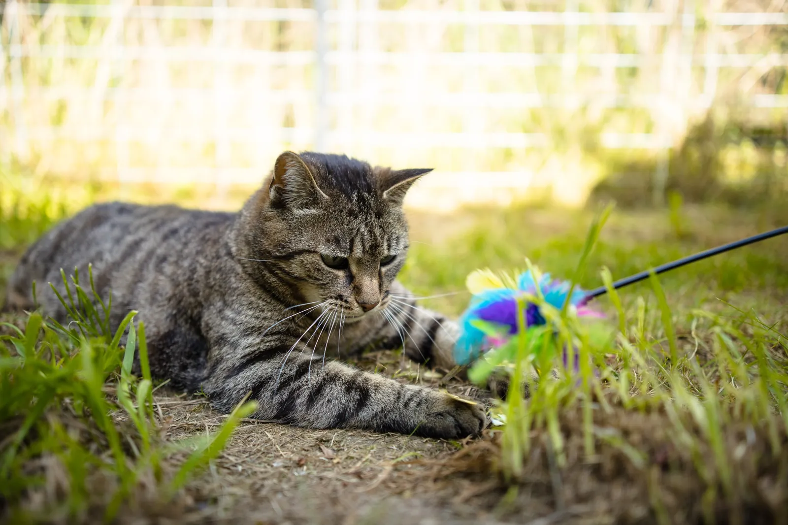 Polska Akademia Zoopsychologii i Animaloterapii