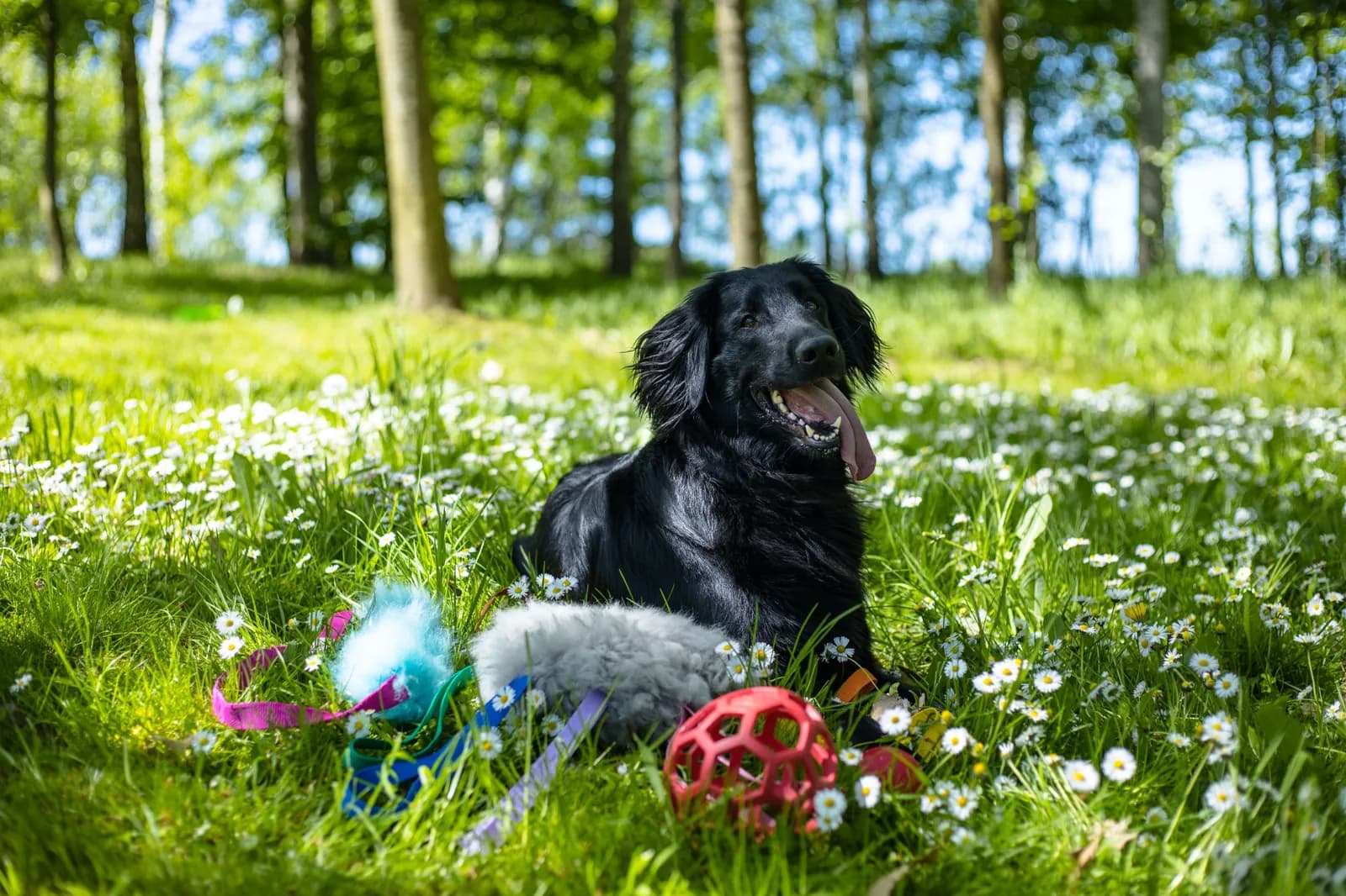 Polska Akademia Zoopsychologii i Animaloterapii