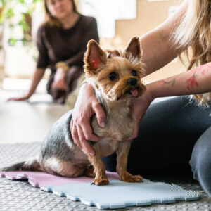 Zoofizjoterapeuta spec. małe zwierzęta