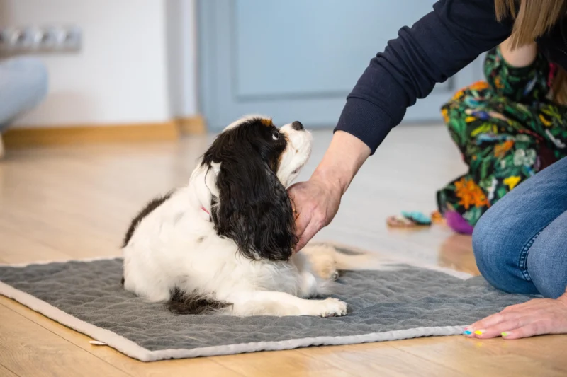 crgmi_12_46388197-6d12-4e8a-bfdf-4ee6e41b7c8c.webp Podstawy TTouch dla psów