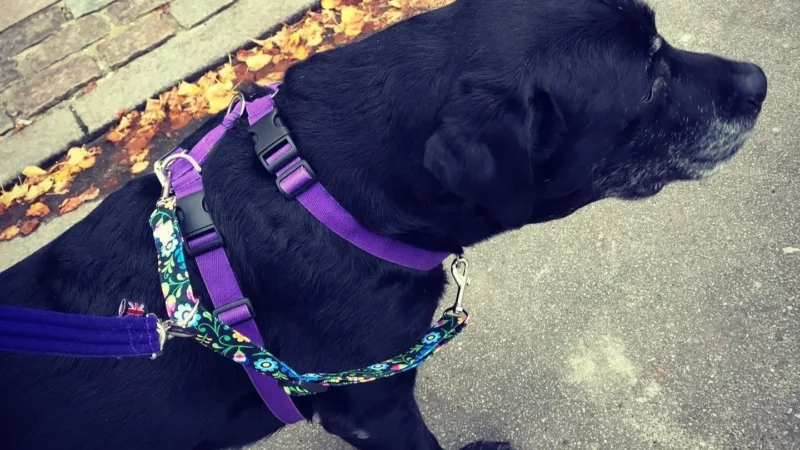 crgmi_17_ea0ccc76-a57b-4c4b-b2c3-cde8fec8620f.webp Użycie konektora i technik smyczowych TTouch