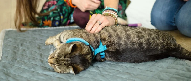 crgmi_22_00c03189-74f4-4bcf-aa74-fb29cdcaee64.webp Podstawy TTouch dla kotów