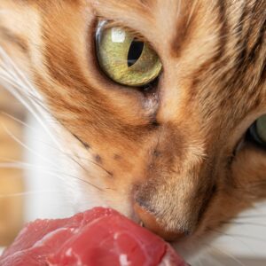 Dietetyka spec. koty