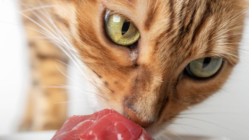 crgmi_62_d8441572-5361-4ba1-94a4-c5d67451cfec.jpg Dietetyka spec. koty