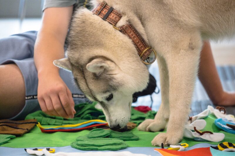 Dogoterapia/Kynoterapia