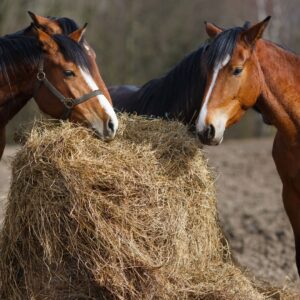 Dietetyka spec. konie