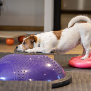 Instruktor Dogfitness