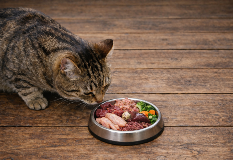 Kot na diecie BARF